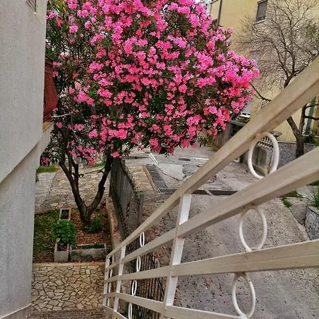 Vojinovic * Budva